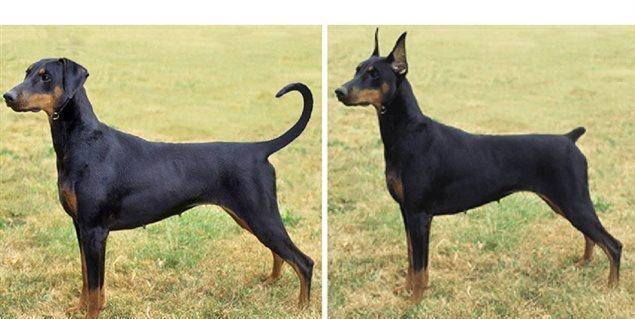 实验|柯基没有尾巴，“狗缘”可能不大好，主人有发现它朋友比较少吗？