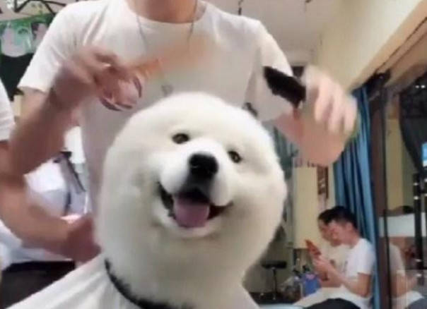 帶著狗子去理發，結果博美被剪成了方塊頭，薩摩耶被剪成了小海豹 萌趣萌寵 第5张