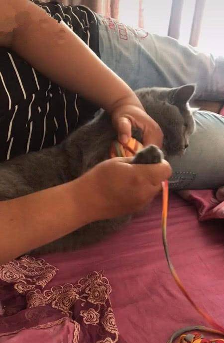 猫跟奶奶相处半年,男子探望时忍不住笑喷,网友:猫还能这么用吗 猫跟奶奶相处半年,男子探望时忍不住笑喷,网友:猫还能这么用吗