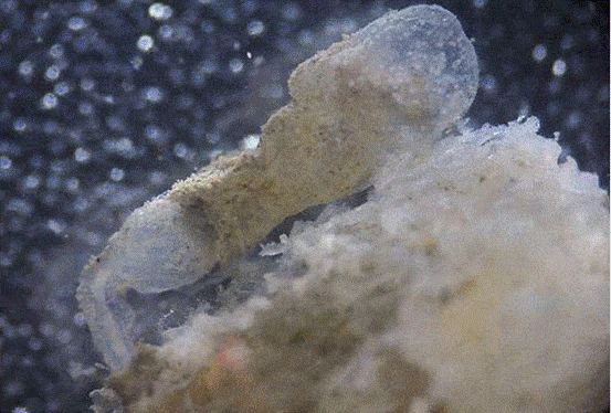 原创用鱼粪充电水下机器人靠吃鱼粪来发电能维持365天的活动量