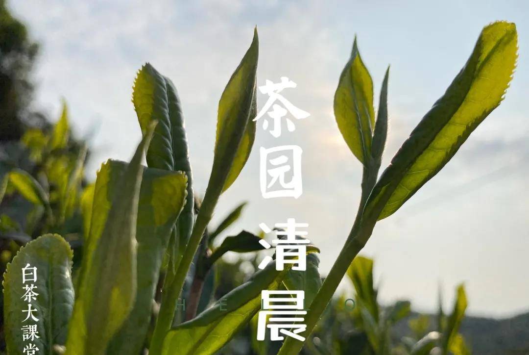 果香|带果香的老白茶，是来自哪个产区的呢？有没有具体的介绍？