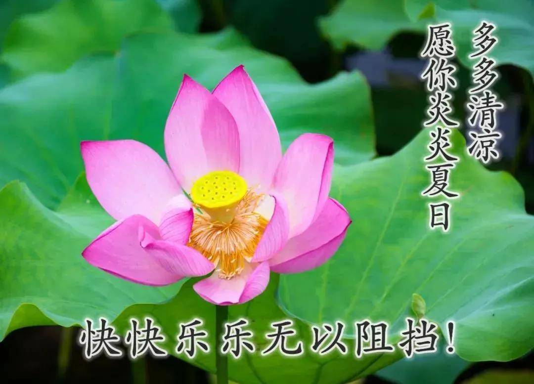 原创8张创意唯美早上好图片鲜花带祝福语 2021最新漂亮夏日早安问候