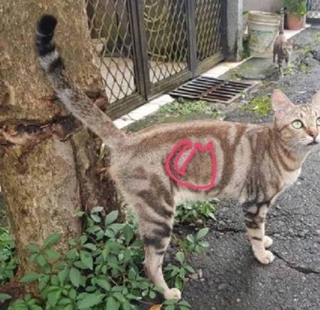 因为|这猫的后脑勺好像很好吃，西瓜味的？网友：此头只应天上有！