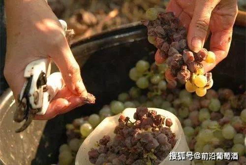 地区|贵腐酒（Noble rot wine）为什么那么贵？贵腐葡萄酒是如何酿造的？