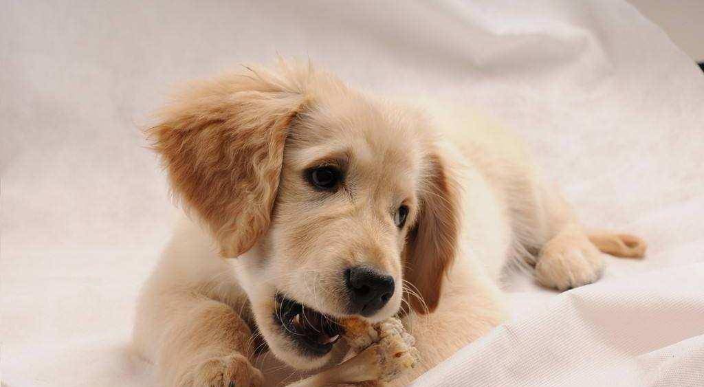 狗为啥喜欢骨头 015744b3557844e3a755aedb4cf588aa.jpeg