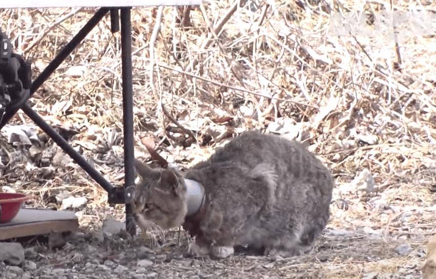 因为|霸道狸花猫被管子卡住脖子,4年来反被同类欺负,顿顿只能吃剩食