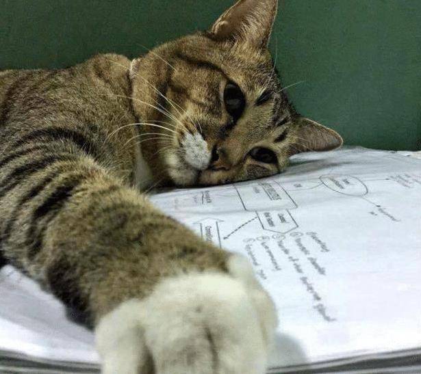 猫咪|猫咪趴在试卷上一脸的生无可恋，结果还睡着了！网友：像极了上学的我