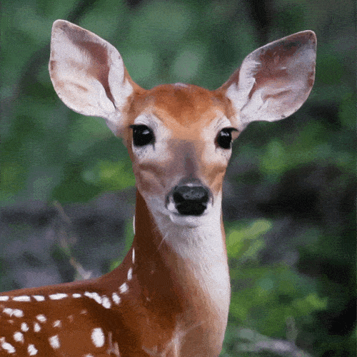 发型|2021人类高质量变美公式:放弃做人,跟动物学化妆?