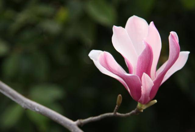 开花最大的玉兰 84b3ef5993574816857ea43c96048b7f.jpeg