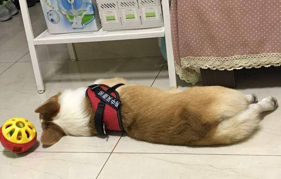 什么|让柯基面壁思过，它却趴在地上睡觉，太能糊弄事了