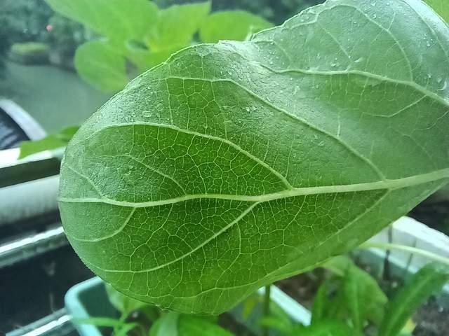 游戏|荣耀X20 SE新版本将上市，超高屏占比，游戏追剧拍摄样样精通