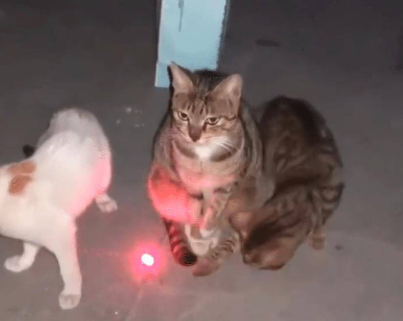 猫咪|狸花猫毫不搭理激光笔,却用眼神示意主人:“你能不能成熟一点”