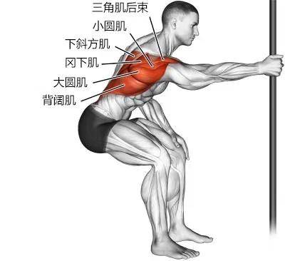 手臂重复主要拉伸肌肉:背阔肌和大圆肌三角肌后束伸展●将一只手臂放