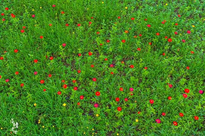 鲜花|张家口沽源有一处五花草甸，盛夏金莲花开，充满了温馨浪漫