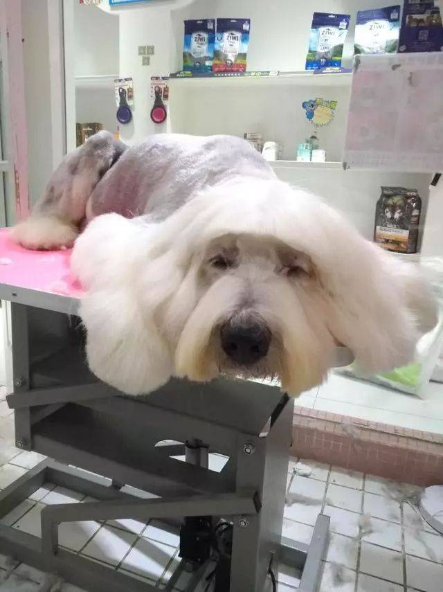 狗狗修毛花了六小时,中分发型有个性,美容师表示已累瘫_古牧