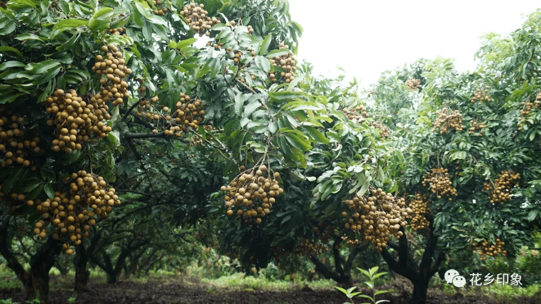 校椅镇龙眼大丰收 产销两旺价格高_种植
