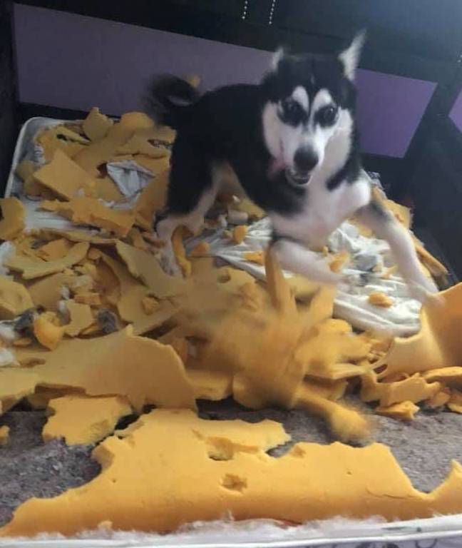 王莉|主人出差把二哈交给闺蜜照顾,一天后闺蜜发来照片:不想养狗了