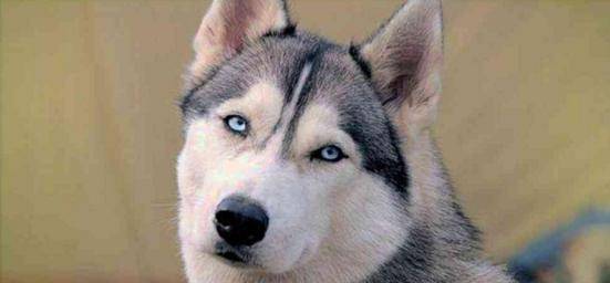 智商|3个大男人趴河岸边, 不是钓鱼, 而是钓哈士奇?