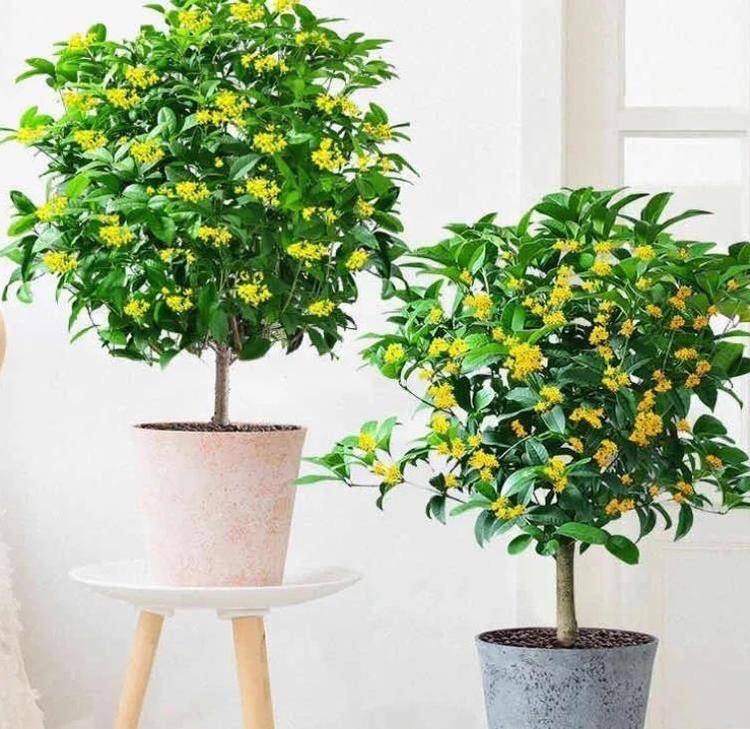 如果不差钱 客厅建议摆放3样 高贵花卉 让家居更精致 茶花