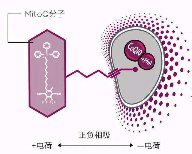 白绒水|零瑕疵肌秘，mitoq皓白胶囊给你高能守护