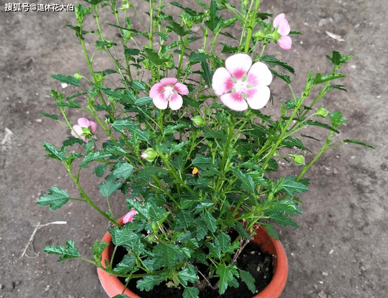 值得秋天入手的低矮灌木花,小木槿,一年开花300天,漂亮又好养_植株