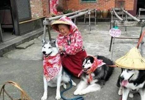 因为|三只二哈跟奶奶入乡随俗，这画面看起来，忍不住笑出声了