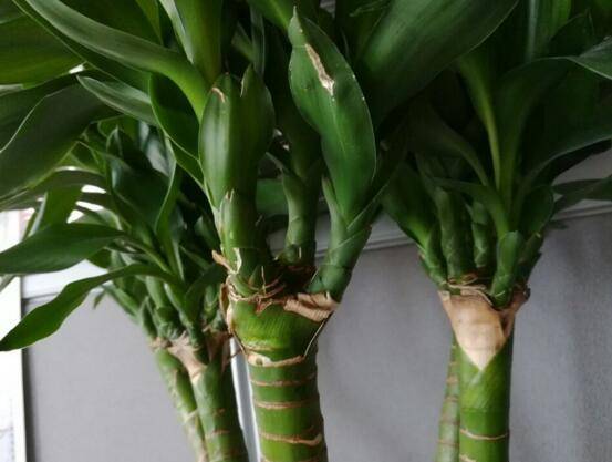 富贵竹几枝 fb99519493fc4a579f2a0c3fe687b96e.jpeg