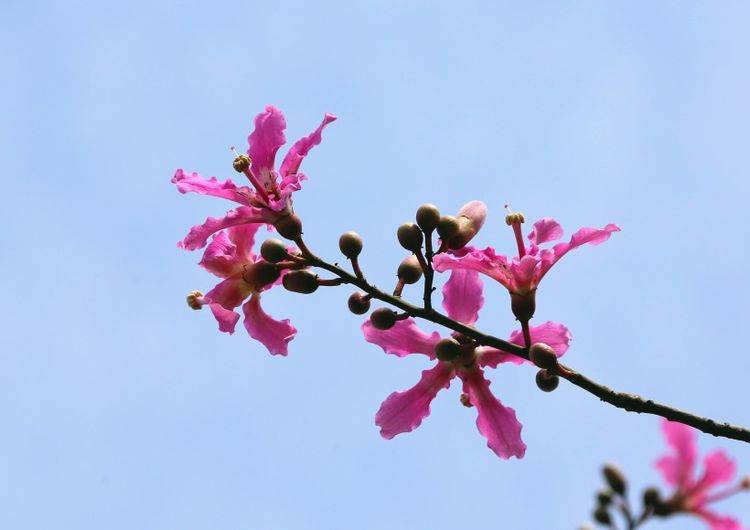 下个月期间,命遇桃花姻缘天定,坠入情网,牵手意中人的四大生肖