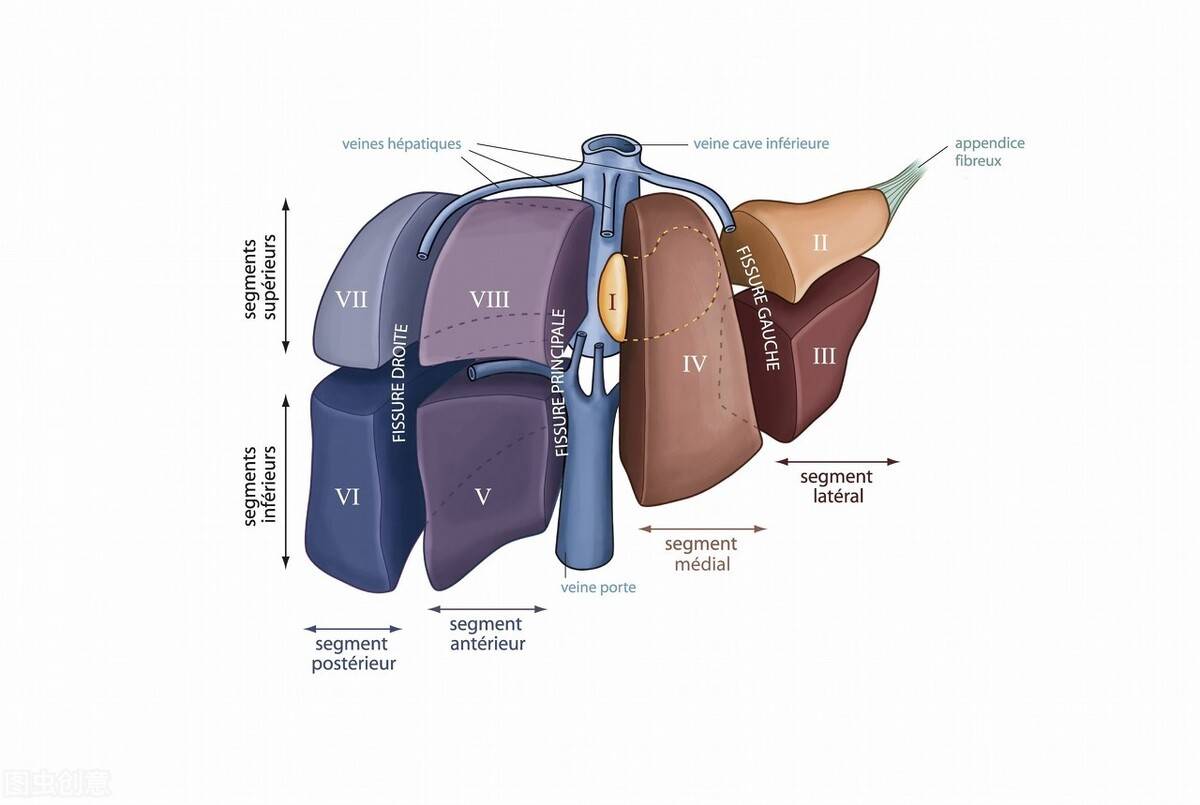 远离肝病,请记住,饮食三少吃,两不吃,肝脏会更健康