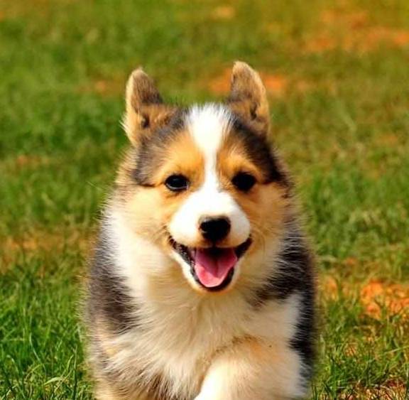 时间|日常饲养“柯基犬”的6大经验总结,拿走,不用客气!