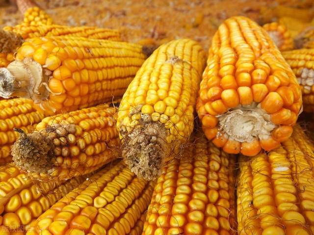 企业|8月粮食市场有变动！玉米、小麦、大豆、稻米，谁要涨、谁要跌？