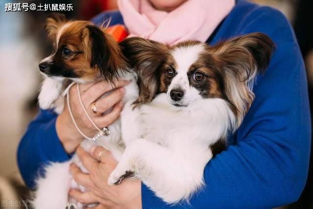 活潑好動,對主人熱情溫順,而由此得名,原名為巴比倫犬,16世紀歐洲貴族