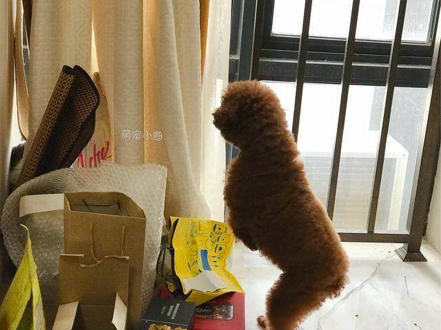 精力|泰迪和柯基相比，谁更适合家养？5个原因让柯基更占优势