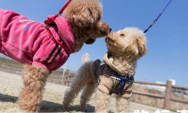 疫苗|6个新手养狗最容易犯的错误,都能避开的人,才是“老司机”