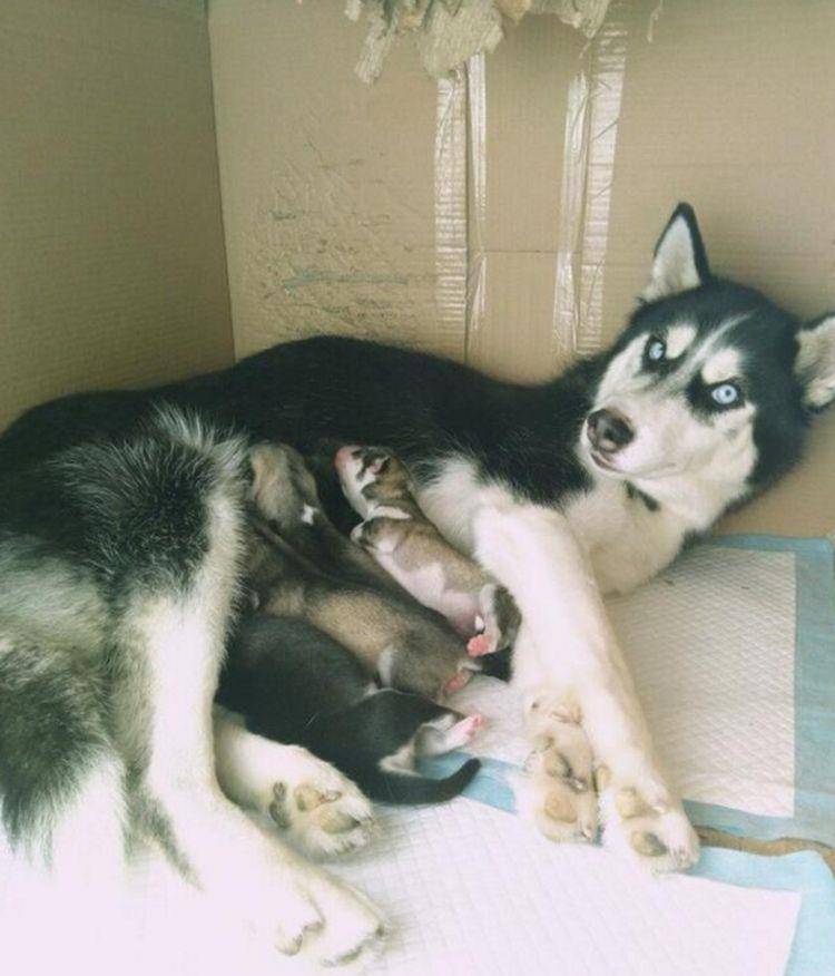 思绪|戈赞：二哈当妈妈了之后竟然变成了这样？