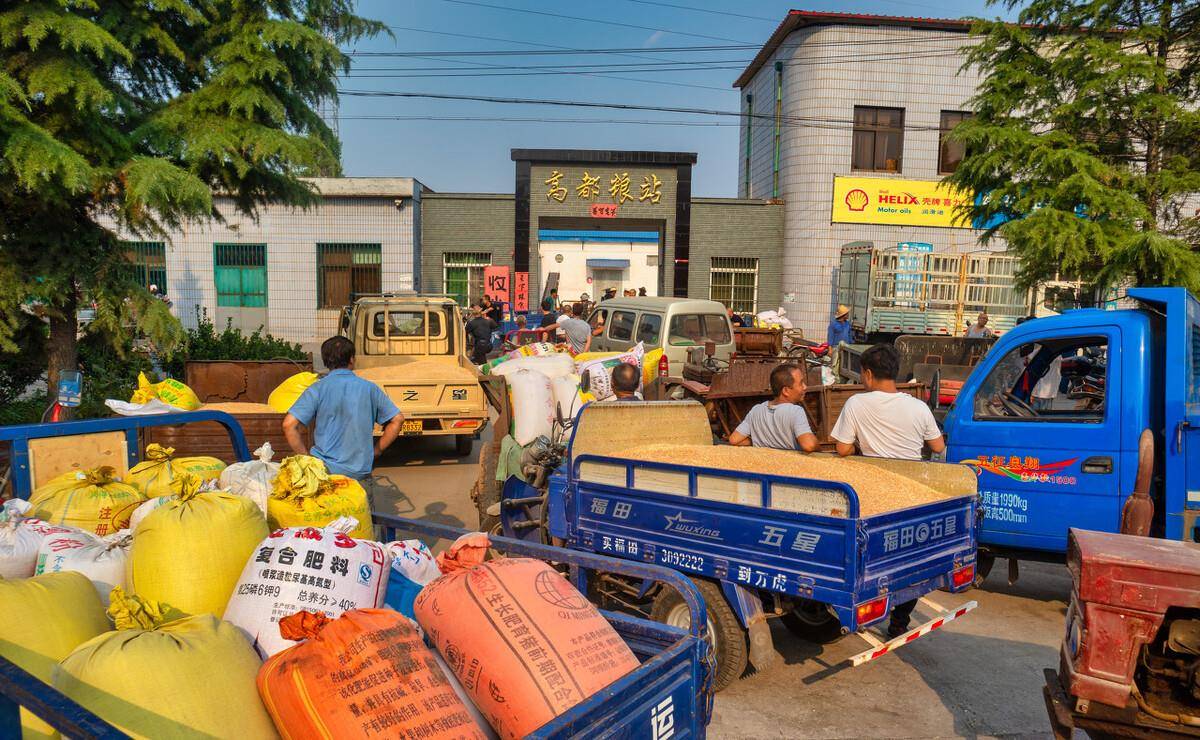 企业|8月7日-明天猪价:猪价突变?猪价大涨!未来两天:最新猪价!