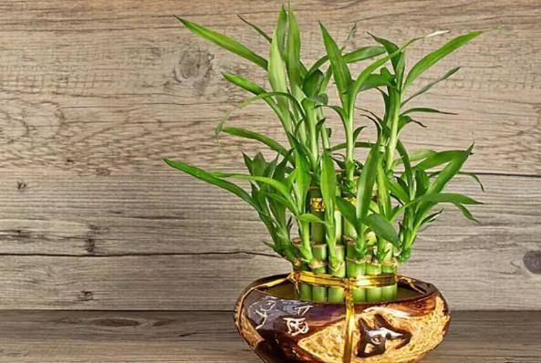 富贵竹几天才生根 c2092afa1b9e4cb4849f7dd3e58fa44f.jpeg