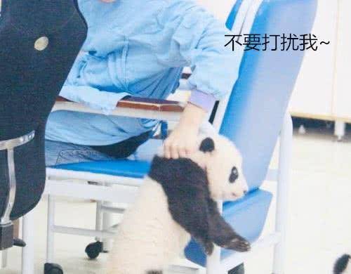 飼養員工作時, 大熊貓跑去搗亂, 網友: 這貨絕對知道自己是國寶 萌趣萌寵 第2张