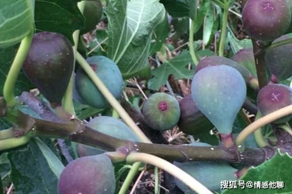 无花果|孕期，3种食物坚持吃，助你排出“胎毒”，宝宝皮肤好