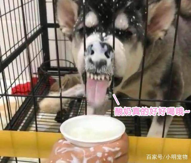 纯种|二哈被关在笼子里闷闷不乐，主人拿来酸奶，下一秒画风突变