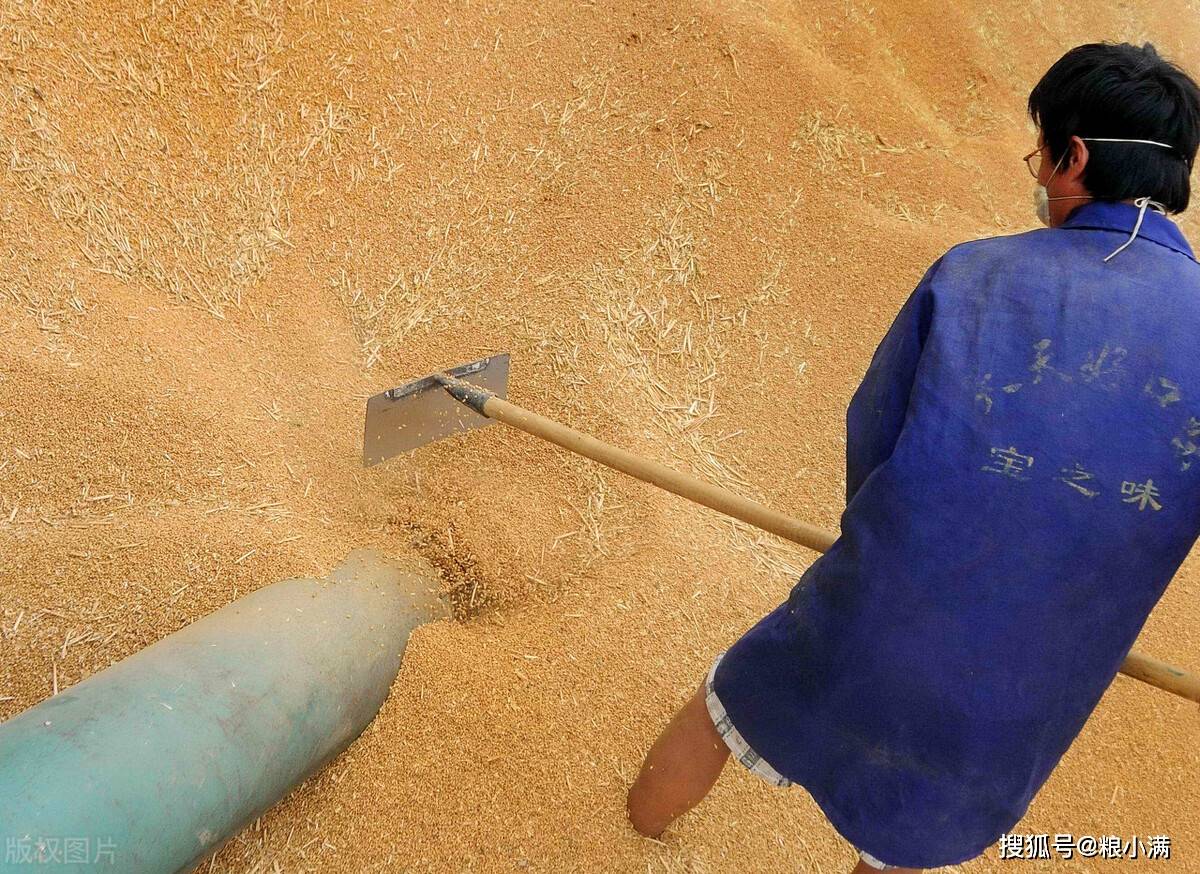 企业|2021年8月7日:小麦还能继续上涨吗?