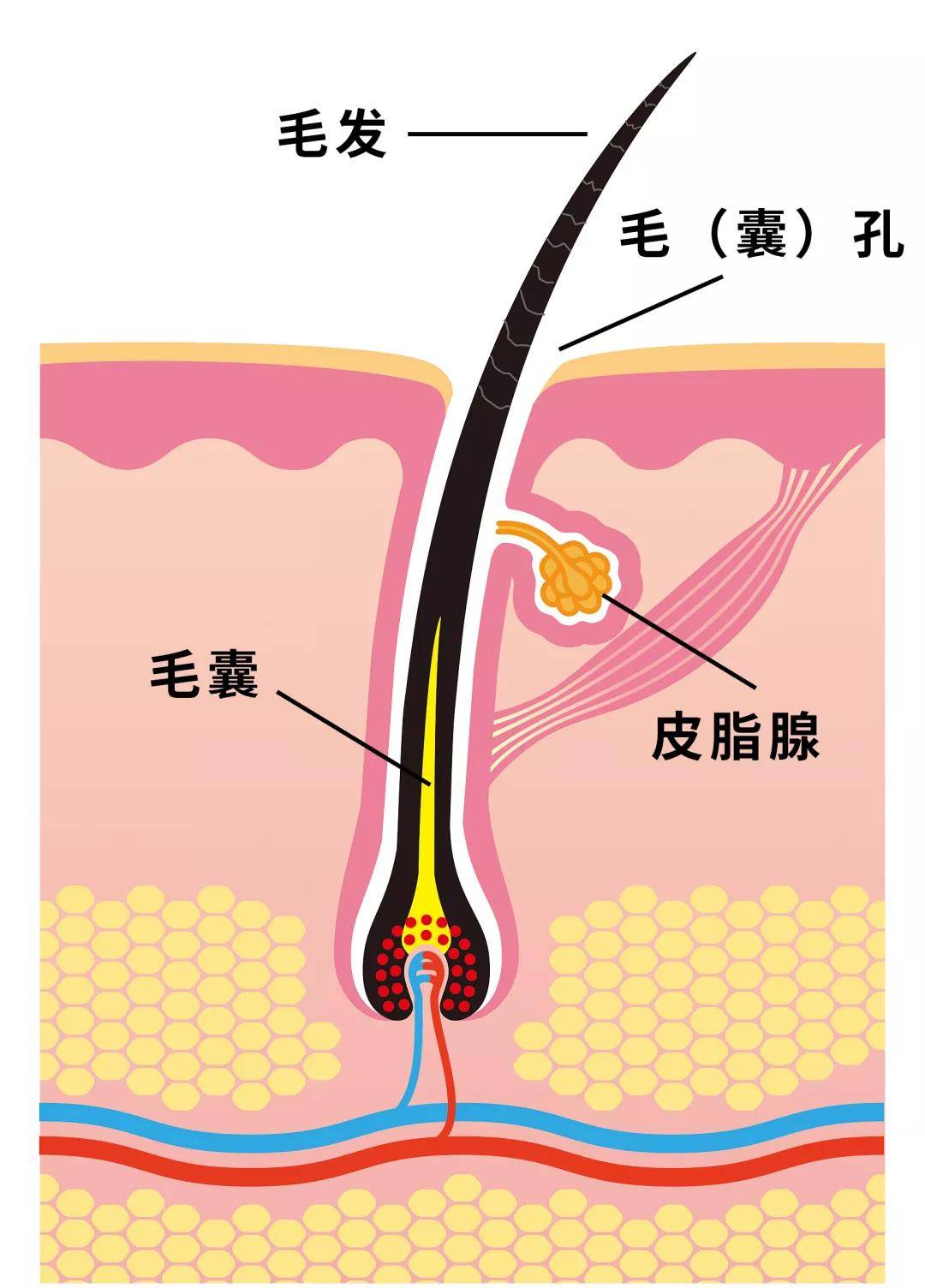 进行|毛孔粗大不可逆？想要收缩毛孔，除了一键美颜外对症下药很重要！