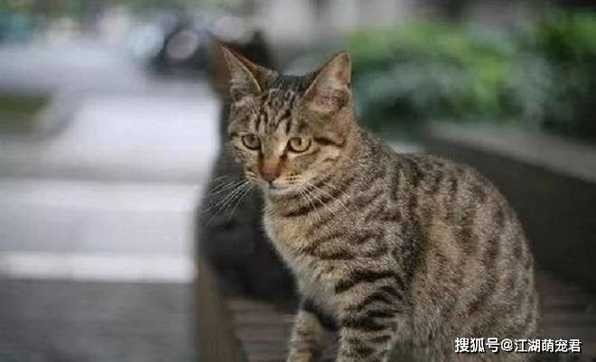 品种|本土的狸花猫，为啥养它的人很少，你了解过吗？