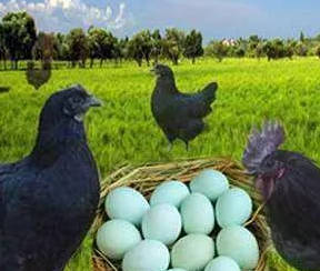 砖窑|吕梁：砖窑沟村——酒里康养地