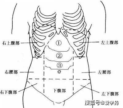 剑突和胃位置结构图片图片