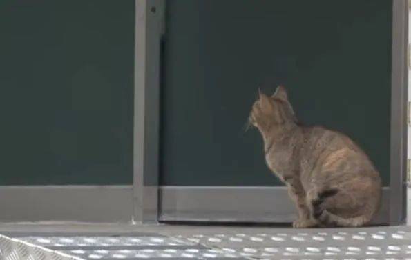 上门来|女子喂流浪猫吃五花肉,喵叼起肉就往山上跑,跟去一看后泪目了