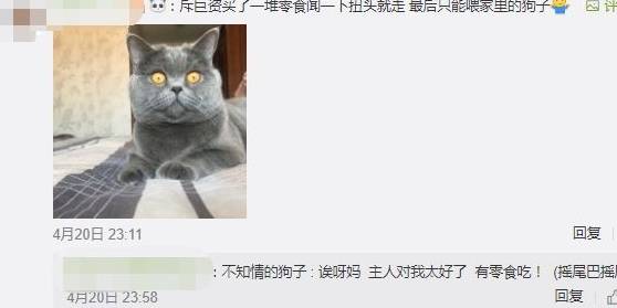 什么|你为猫咪做过什么事而它并不领情?评论里开始心疼躲墙角的狗……