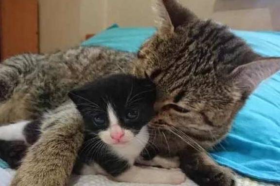 一只猫多少血 b52e0d59b4fc4138a445659727ad3221.jpeg