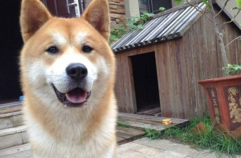 人气|盘点十大最受欢迎宠物狗，哈士奇人气颇高，第一名无人反驳