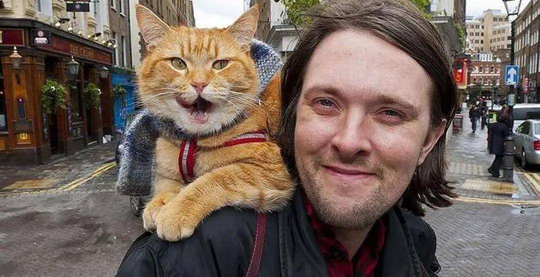 一只流浪猫意外去世,这是它给我们的礼物_鲍勃